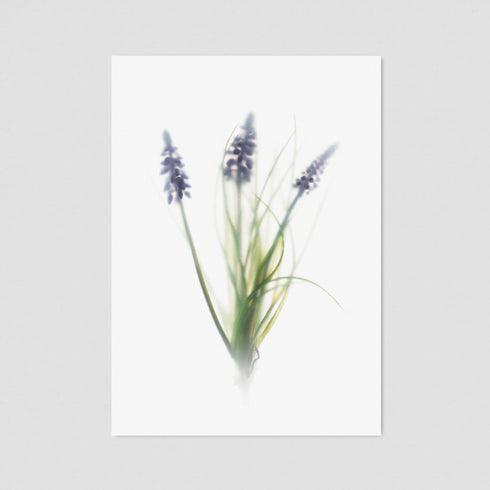 Purple Muscari Floral Postcard
