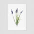 Purple Muscari Floral Postcard