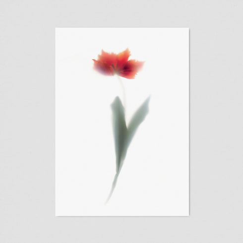 Red Tulip Floral Postcard
