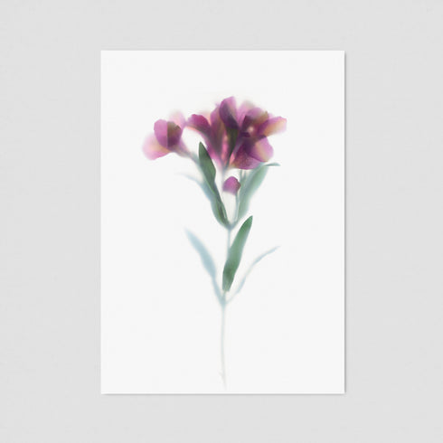 Pink Peruvian Lily Floral Postcard