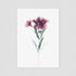 Pink Peruvian Lily Floral Postcard
