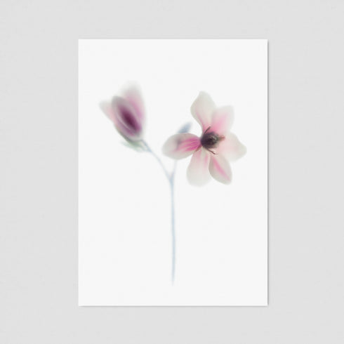 Pink Magnolia Floral Postcard