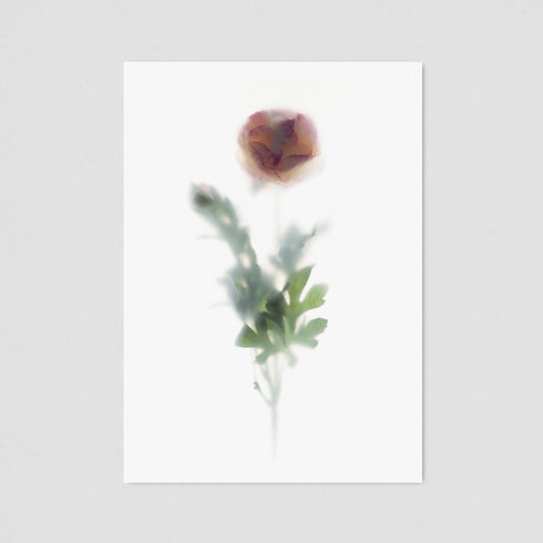 Pink Ranunculus Floral Postcard