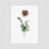 Pink Ranunculus Floral Postcard