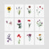 Floral Postcards - 12 Pack (Set 2)