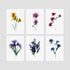 6 Floral Postcards - Impressions 2