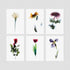 6 Floral Postcards - Impressions 1