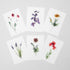 6 Floral Postcards - Impressions 3