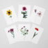 6 Floral Postcards - Impressions 4