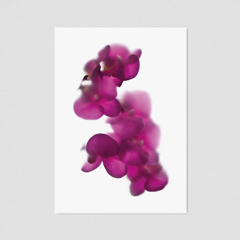 Magenta Pink Orchid Postcard