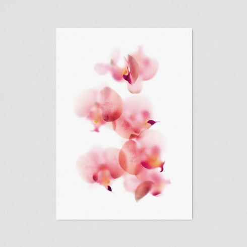 Baby Pink Orchid Postcard