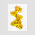 Yellow Orchid - Floral Postcard