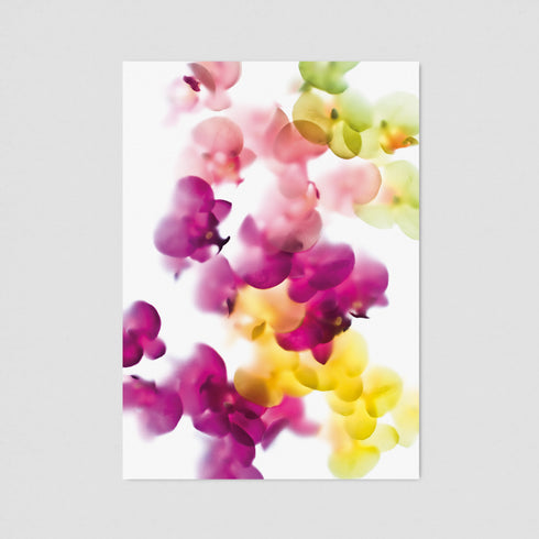 Multi-Coloured Orchids - Floral Postcard