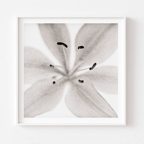 Lilium No.1 - Signed Edition Art Print