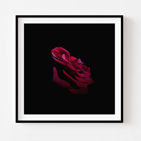 Pink Rose I - Floral Art Prints