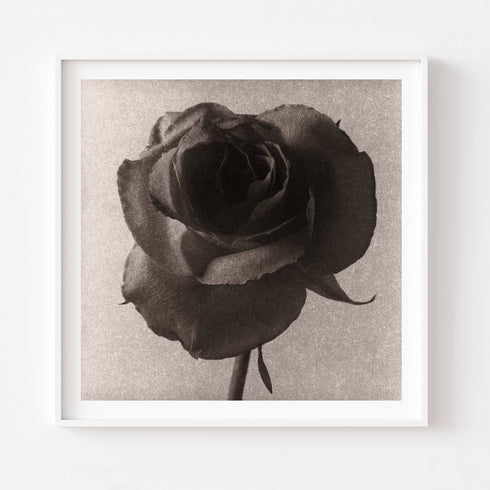 Rose No.1 - Signed Edition Art Print