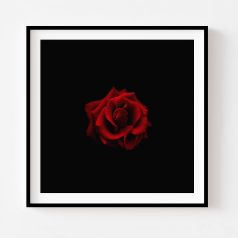 Red Rose II - Floral Art Prints