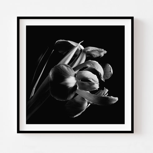 B&W Iris I - Floral Art Prints