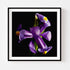 Purple Iris III - Floral Art Prints