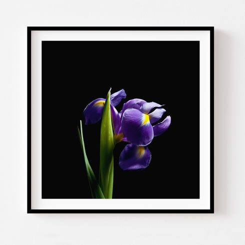 Purple Iris II - Floral Art Prints