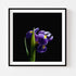 Purple Iris II - Floral Art Prints