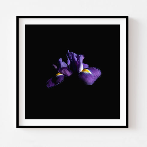 Purple Iris I - Floral Art Prints