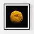 Yellow Chrysanthemum - Floral Art Prints