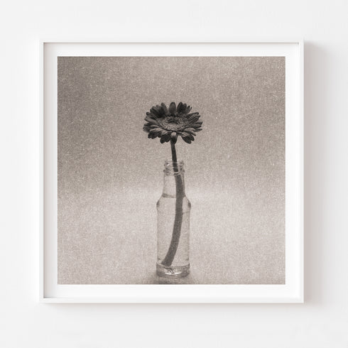 Gerbera No.1 - Signed Edition Art Print