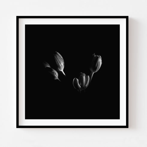 B&W Tulips - Floral Art Prints