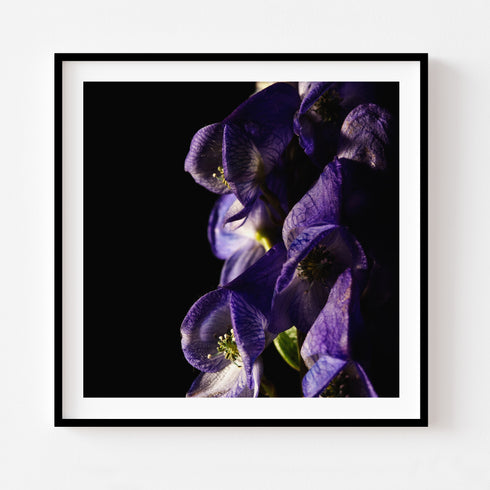 Purple Bloom - Floral Art Prints