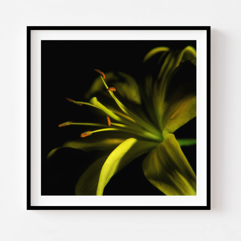Yellow Lily - Floral Art Prints