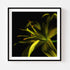 Yellow Lily - Floral Art Prints