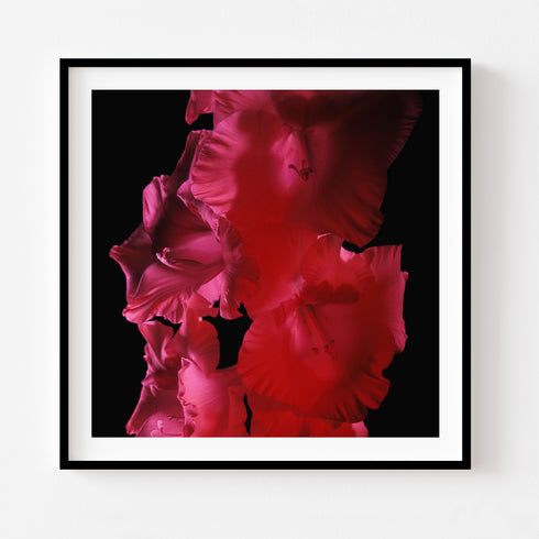 Pink Gladiolus - Floral Art Prints