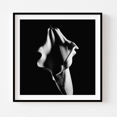 B&W Calla Lily I - Floral Art Prints