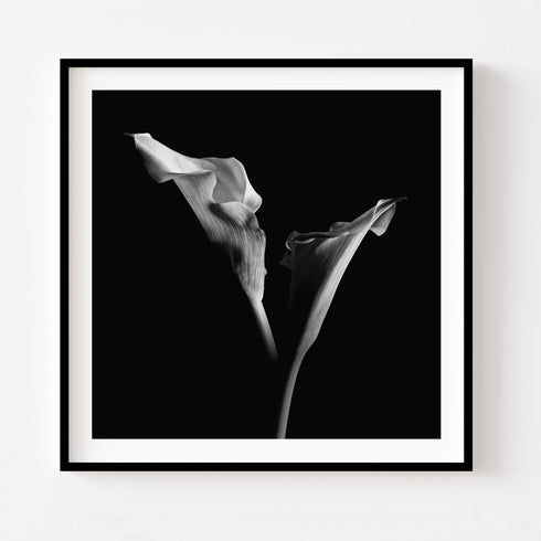 B&W Calla Lilies - Floral Art Prints