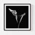 B&W Calla Lilies - Floral Art Prints