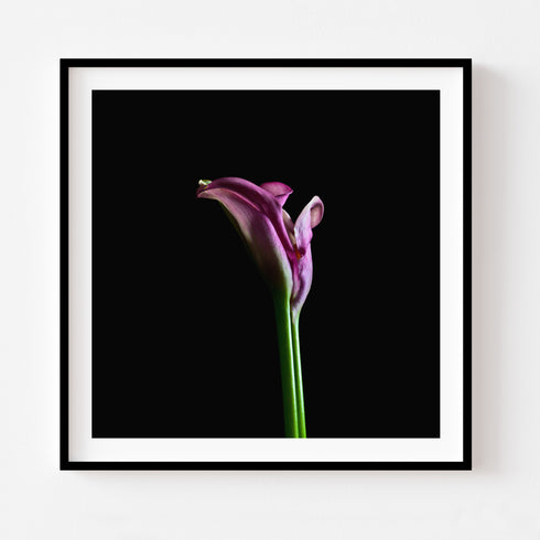 Pink Calla Lily I - Floral Art Prints