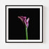 Pink Calla Lily I - Floral Art Prints