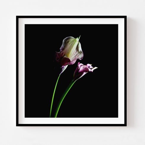 Duo Calla Lilies I - Floral Art Prints