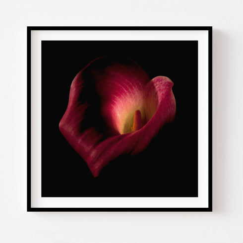 Calla Lilies III - Floral Art Prints