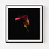 Calla Lilies II - Floral Art Prints