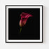 Calla Lilies I - Floral Art Prints