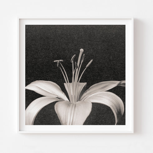 Lilium No.2 - Signed Edition Art Print