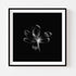 B&W Tulip - Floral Art Prints