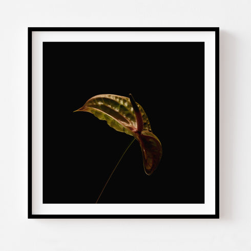 Green Anthurium II - Floral Art Prints