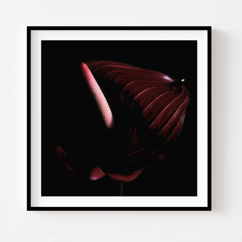 Anthurium III - Floral Art Prints