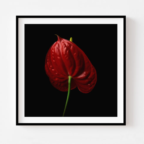 Anthurium II - Floral Art Prints