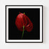 Anthurium II - Floral Art Prints