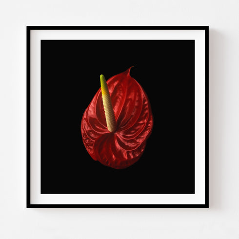 Anthurium I - Floral Art Prints
