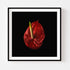 Anthurium I - Floral Art Prints